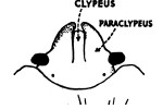 Eurygaster austriaca